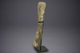 Fossil Sauropod (Camarasaurus) Ulna with Metal Stand - Colorado #350493-1